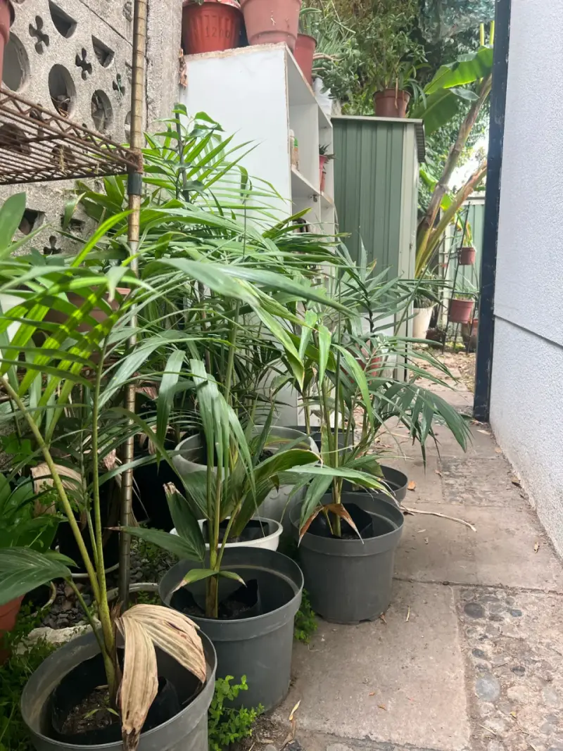 Palmera Kentia 80 cm - 2
