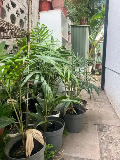 Palmera Kentia 80 cm - miniatura 2