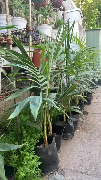Palmera Kentia 80 cm - miniatura 3