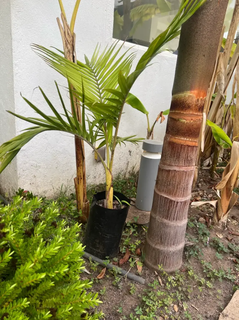 Palmera Kentia 80 cm - 4