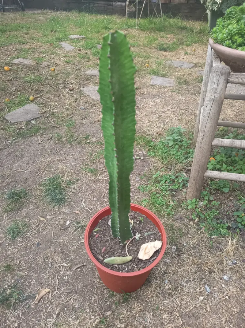 Cactus en maceta plástica - 1