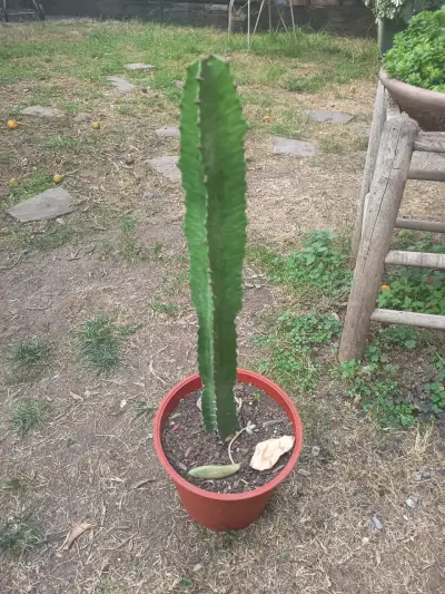 Cactus en maceta plástica - miniatura 1