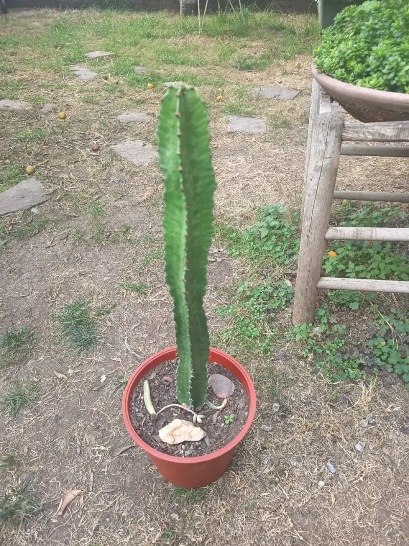 Cactus en maceta plástica - 2