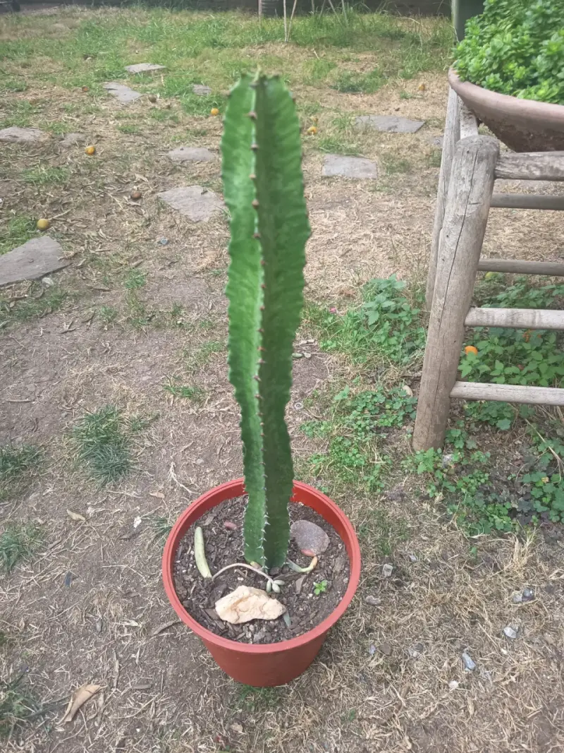 Cactus en maceta plástica - 3
