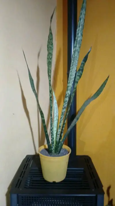 Planta Sansevieria en maceta - miniatura 1