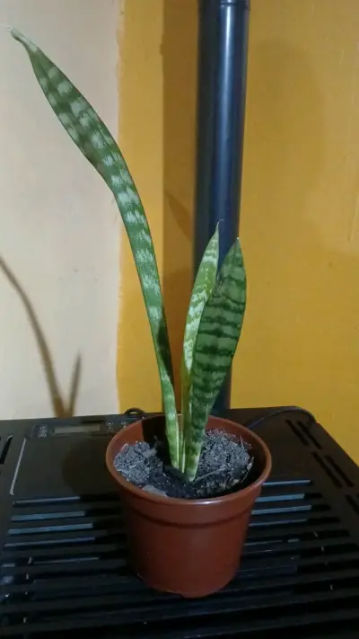 Planta Sansevieria en maceta - miniatura 2