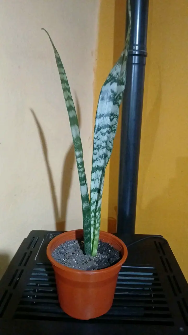 Planta Sansevieria en maceta - 3