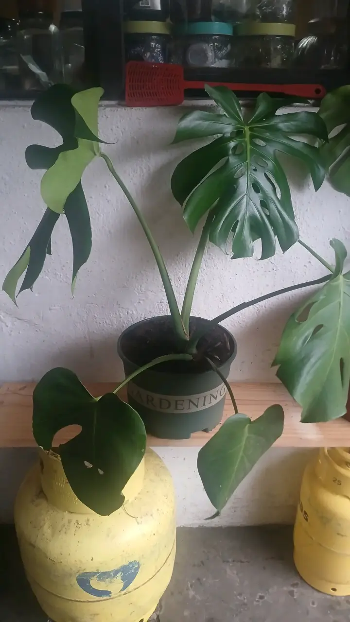 Planta Monstera en maceta