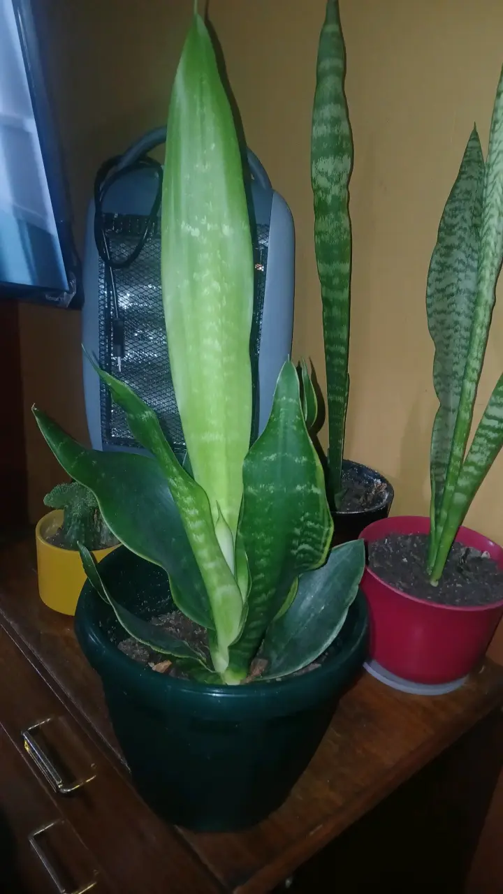 Planta Sansevieria en maceta