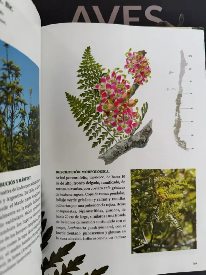 Libro Árboles de Chile - 3