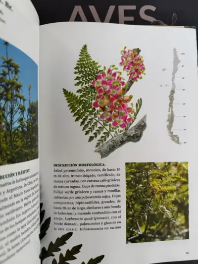 Libro Árboles de Chile - miniatura 3