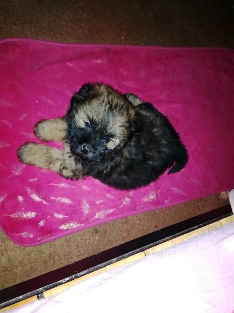 Se vende perrito de raza chaw chaw