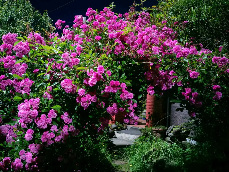 Rosa Trepadoras - 1