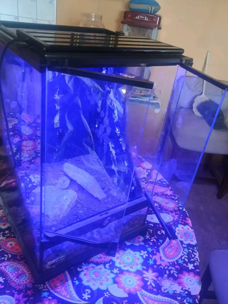 Terrario de vidrio con puerta - 6