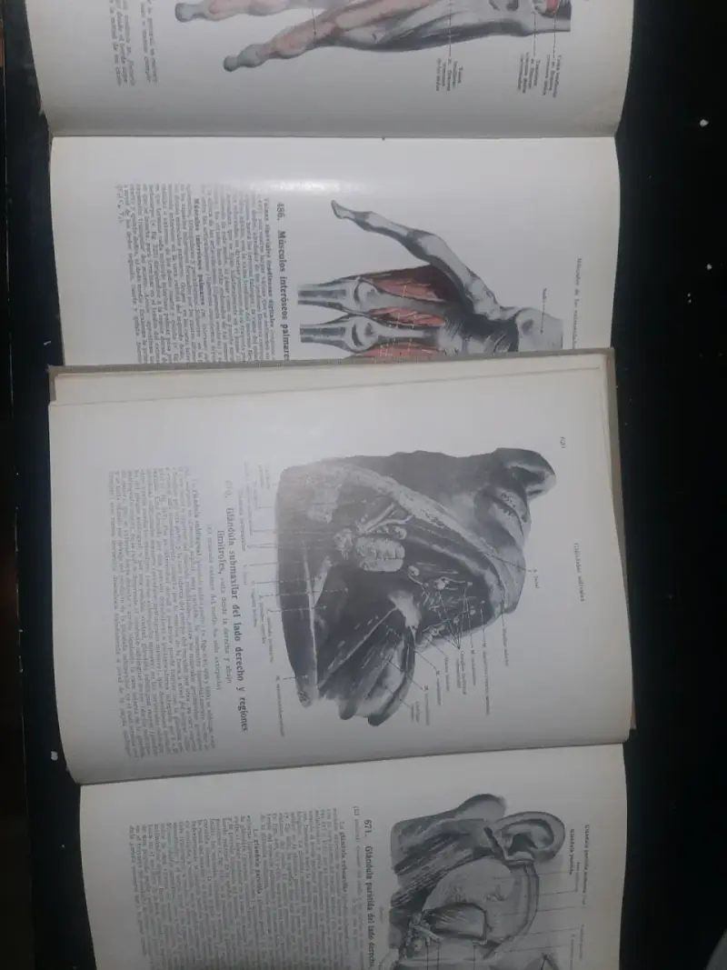 Atlas de Anatomía Humana Spalteholz - 2