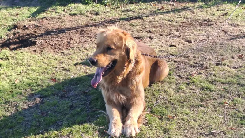 Cachorros golden retriver - 1