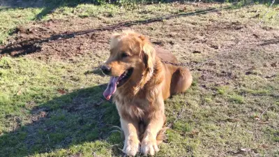 Cachorros golden retriver - miniatura 1