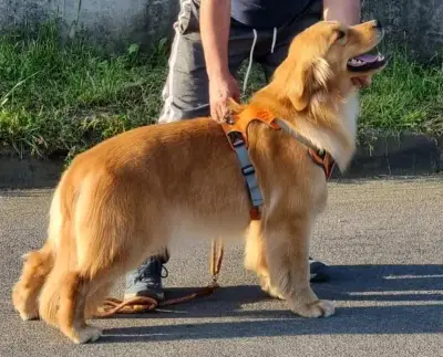 Cachorros golden retriver - miniatura 2