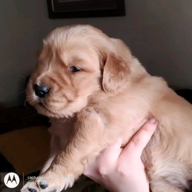 Cachorros golden retriver - 3