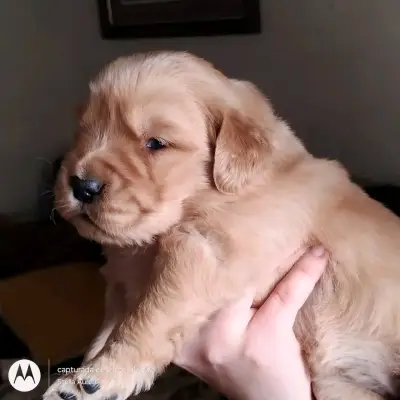 Cachorros golden retriver - miniatura 3