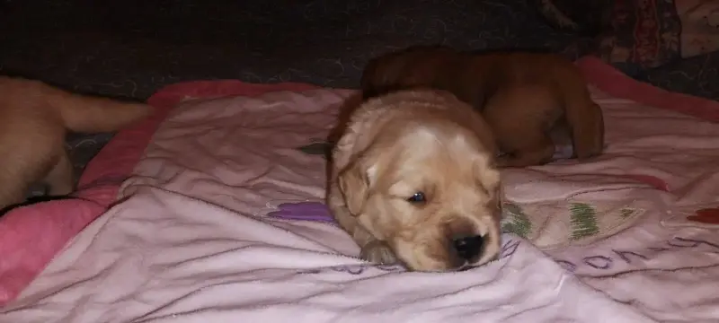 Cachorros golden retriver - 4
