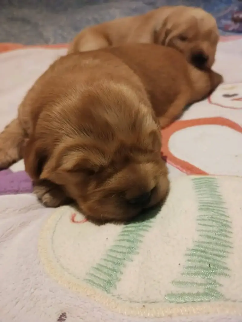Cachorros golden retriver - 5