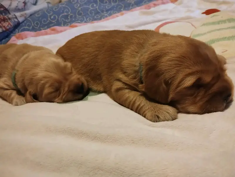 Cachorros golden retriver - 6