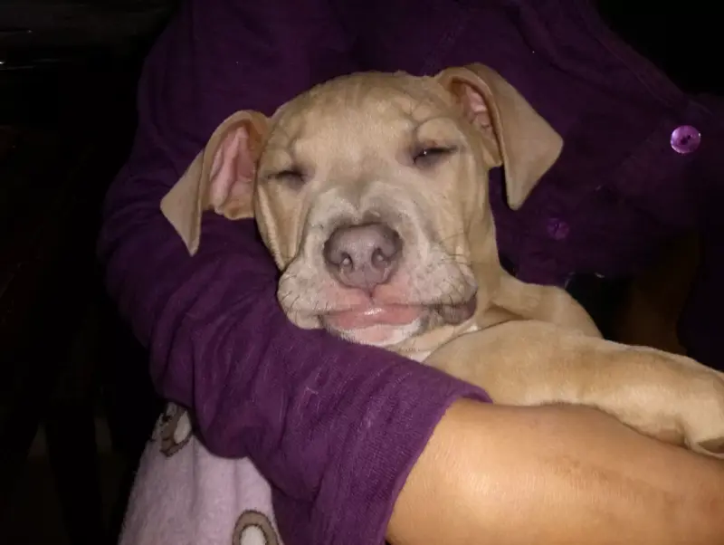 Soy Roki tengo tres meses busco Hogar