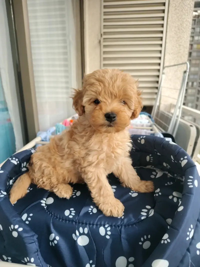 Raza mestiza entré Yorkshire y toy poodle - 1