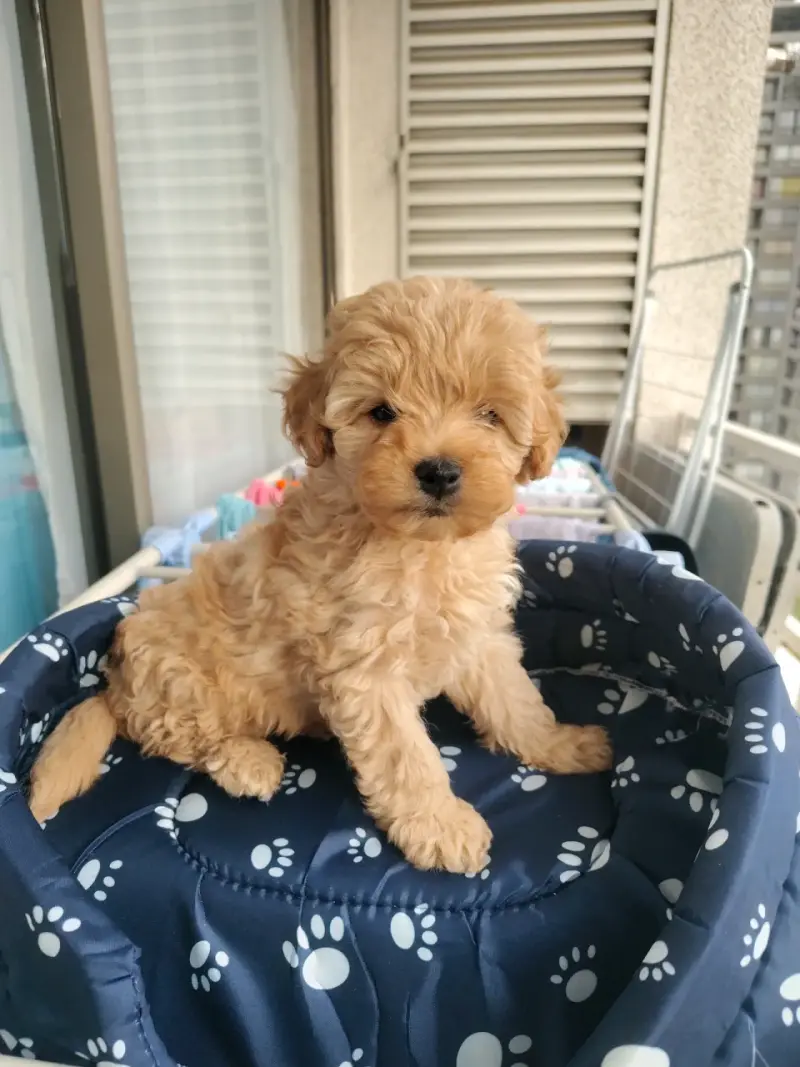 Raza mestiza entré Yorkshire y toy poodle - 2