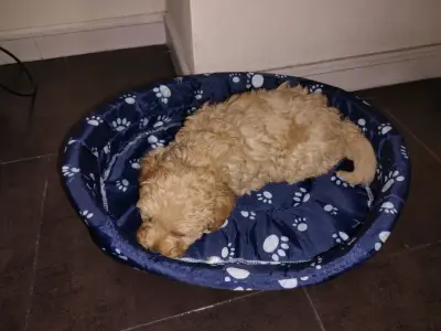Raza mestiza  entré Yorkshire y toy poodle - miniatura 3