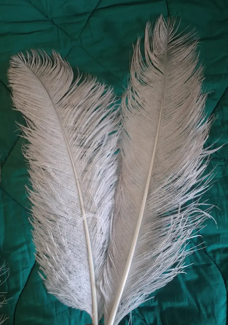 Plumas de avestruz - 1