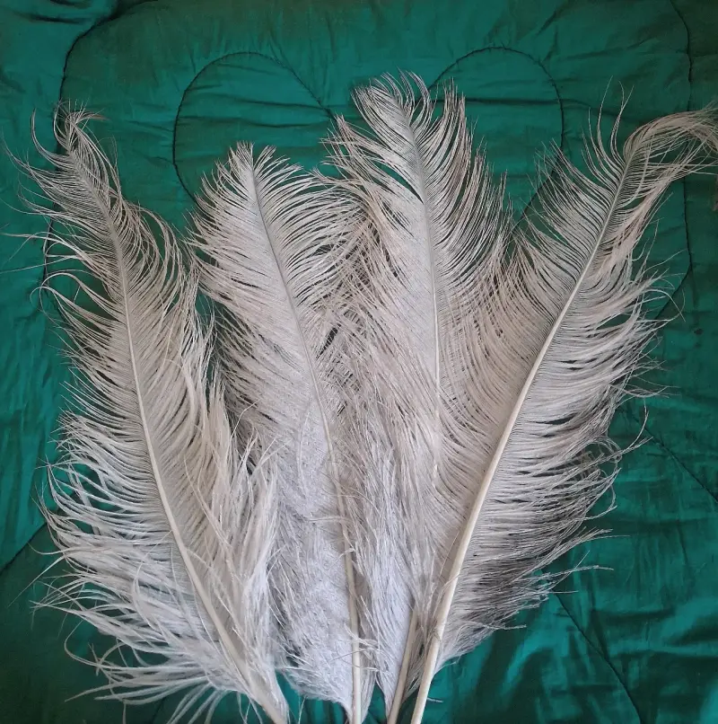 Plumas de avestruz - 2