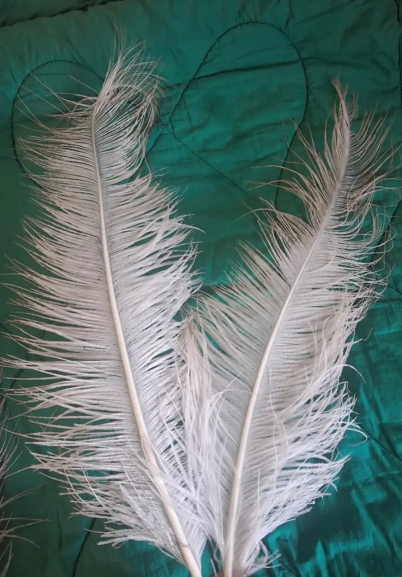 Plumas de avestruz - 3