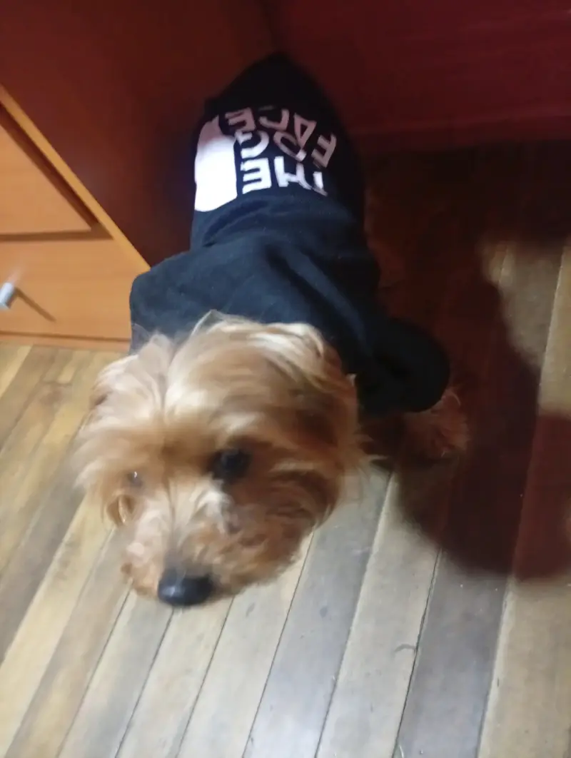 Polerón para perro 'Adidog' gris - 5