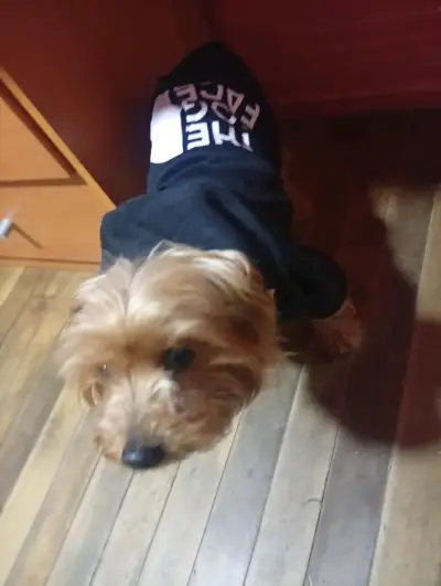 Polerón para perro 'Adidog' gris - miniatura 5