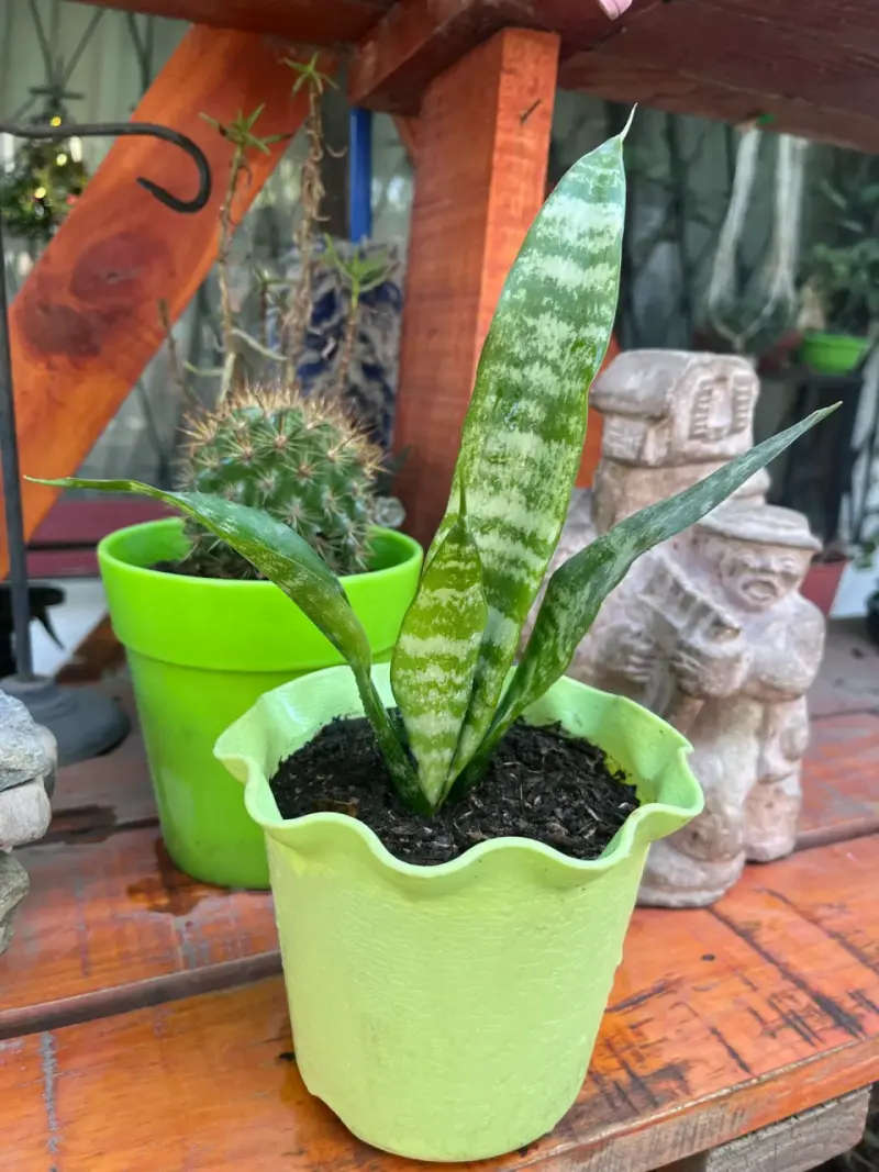 Planta Sansevieria en maceta verde - 1