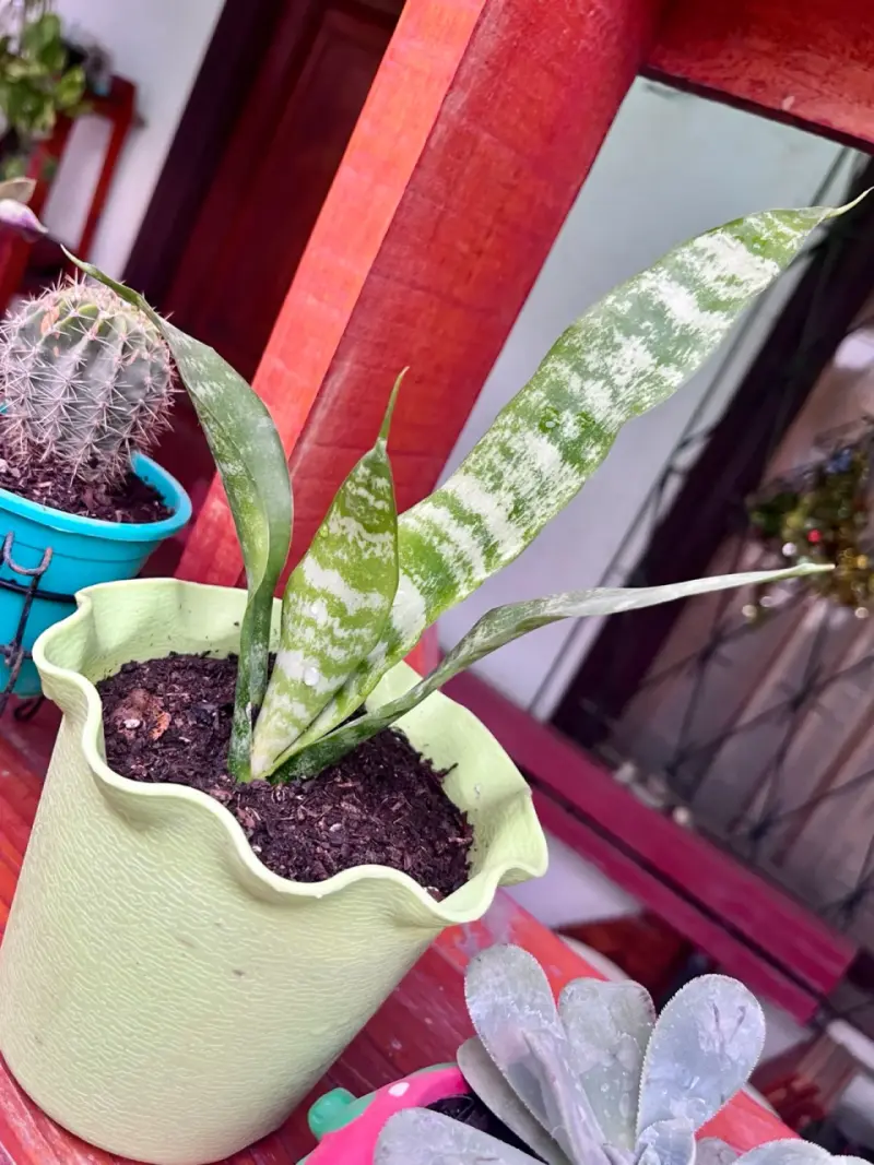 Planta Sansevieria en maceta verde - 2