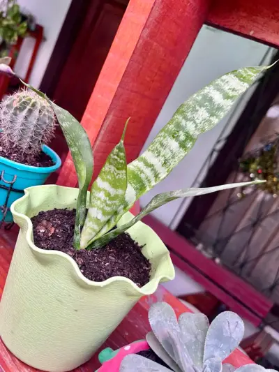 Planta Sansevieria en maceta verde - miniatura 2