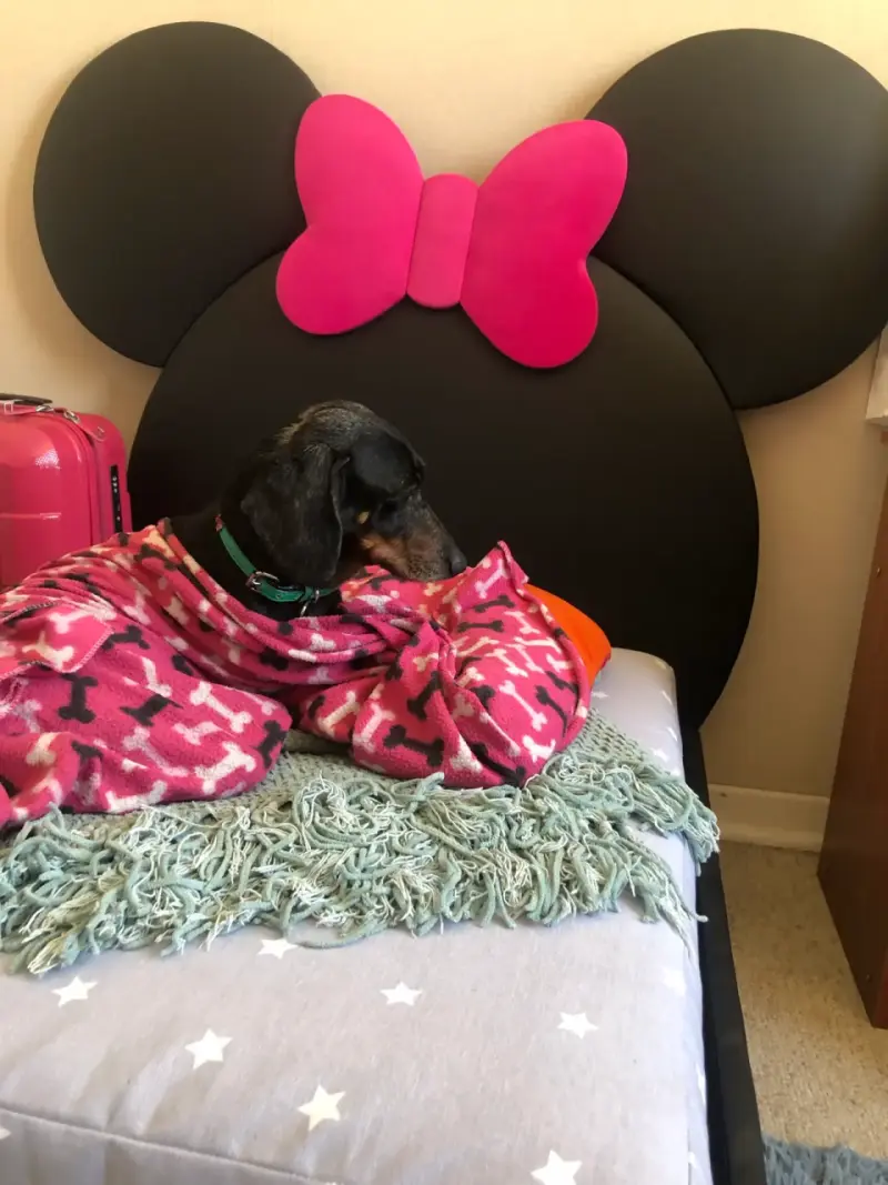 Cama de perrito(a) Mouse - 4