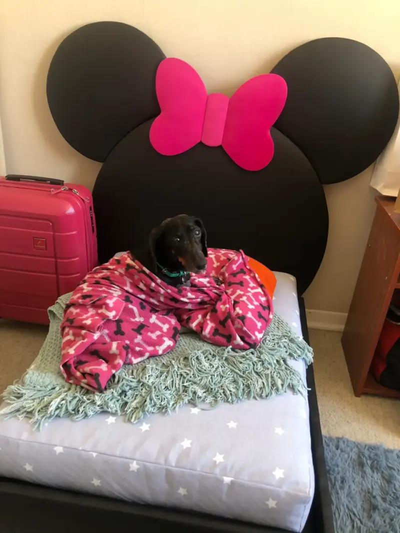 Cama de perrito(a) Mouse - 5