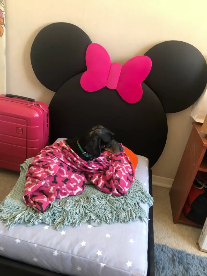 Cama de perrito(a) Mouse - 6