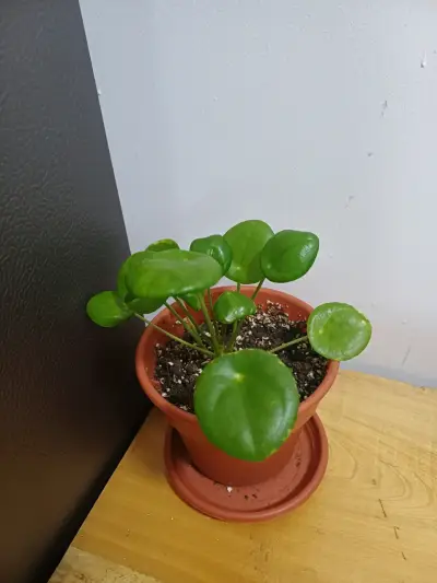 Planta Pilea en maceta - miniatura 1