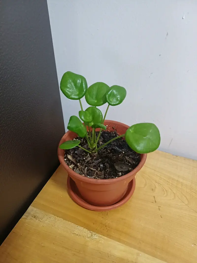 Planta Pilea en maceta - 2
