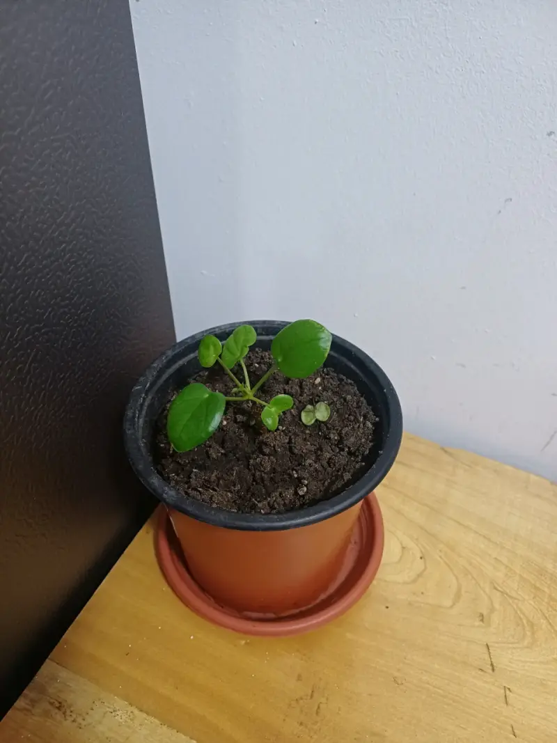 Planta Pilea en maceta - 3