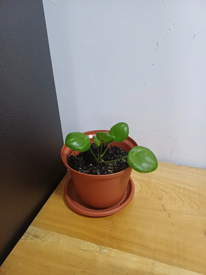 Planta Pilea en maceta - 4
