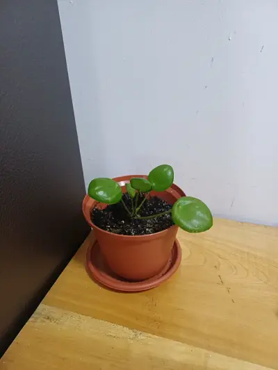 Planta Pilea en maceta - miniatura 4