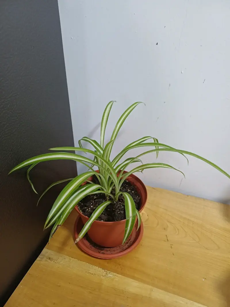 Planta Pilea en maceta - 5