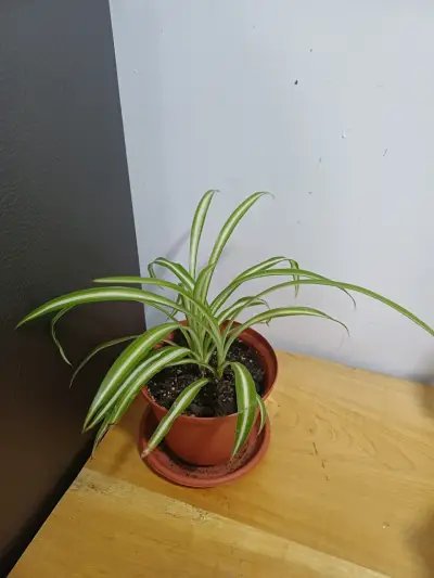 Planta Pilea en maceta - miniatura 5