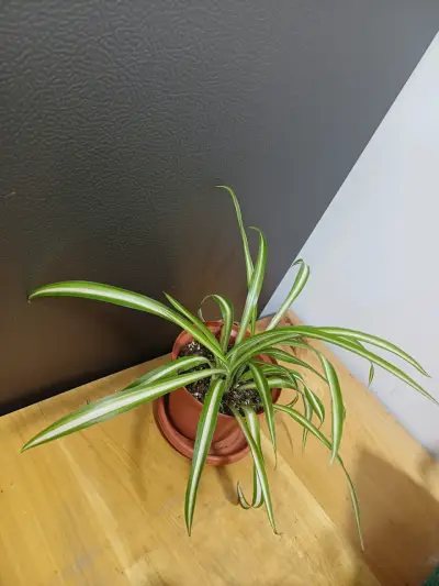 Planta Pilea en maceta - miniatura 6